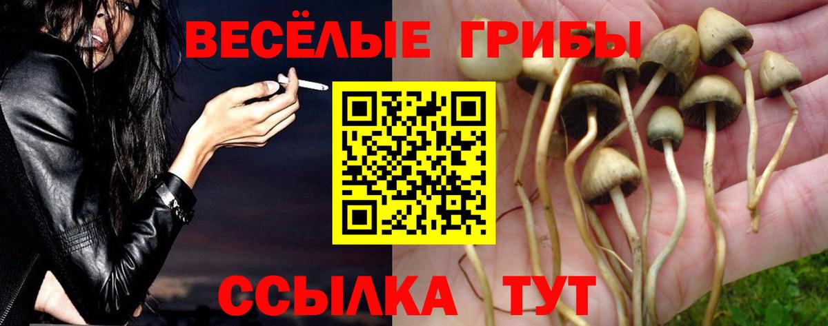 Псилоцибиновые грибы Psilocybe Лесосибирск